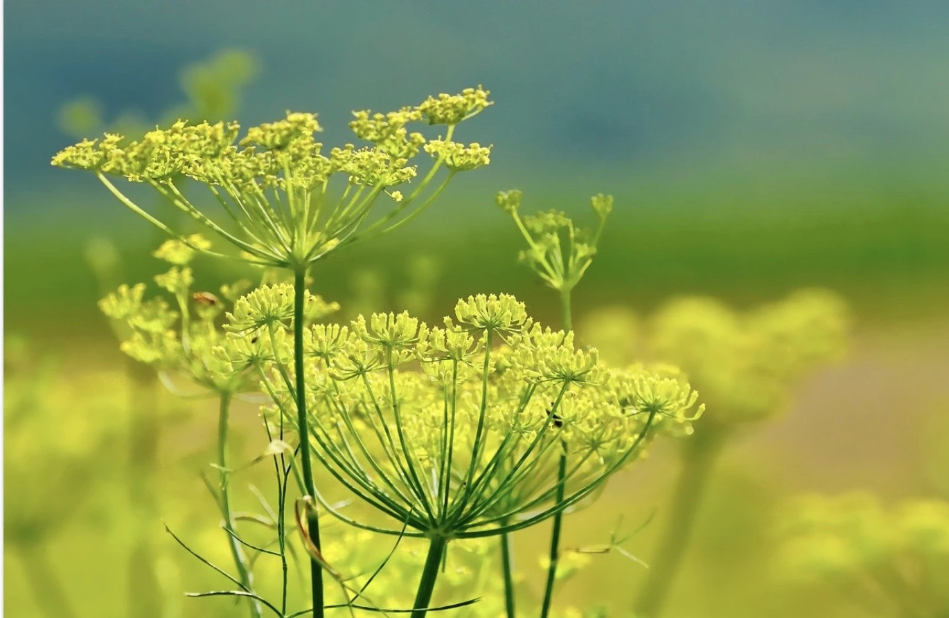 Livraison de fleurs Bègles et proximité, par Acanthus, artisan fleuriste