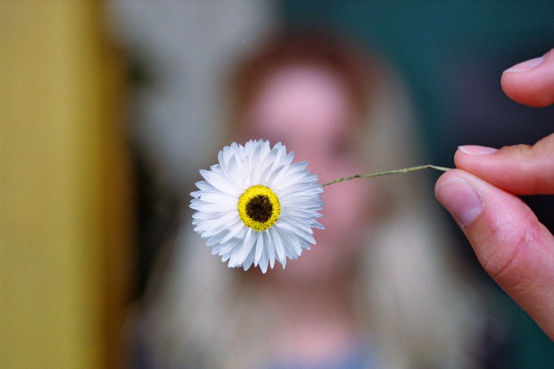 Livraison de fleurs Tresses et proximité, par Le Camélia, artisan fleuriste