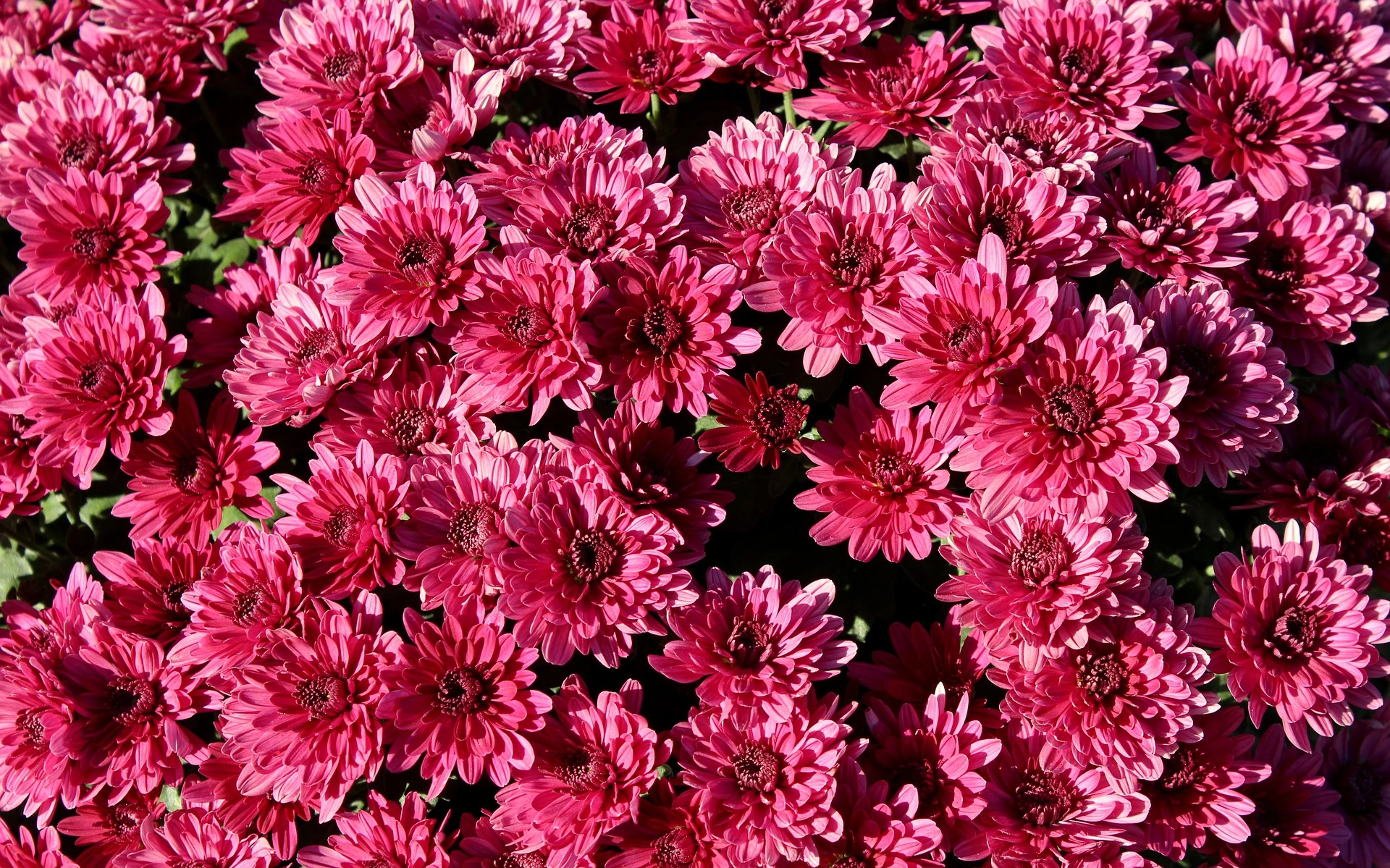 Chrysantèmes, par Art Floral Le Puy en Velay, fleuriste à Le Puy-en-Velay