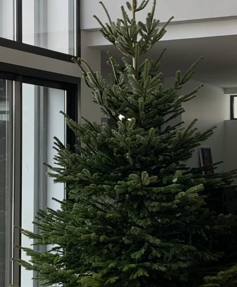 Sapin Nordmann, par Julius Artisan Fleuriste, fleuriste à Toulouse