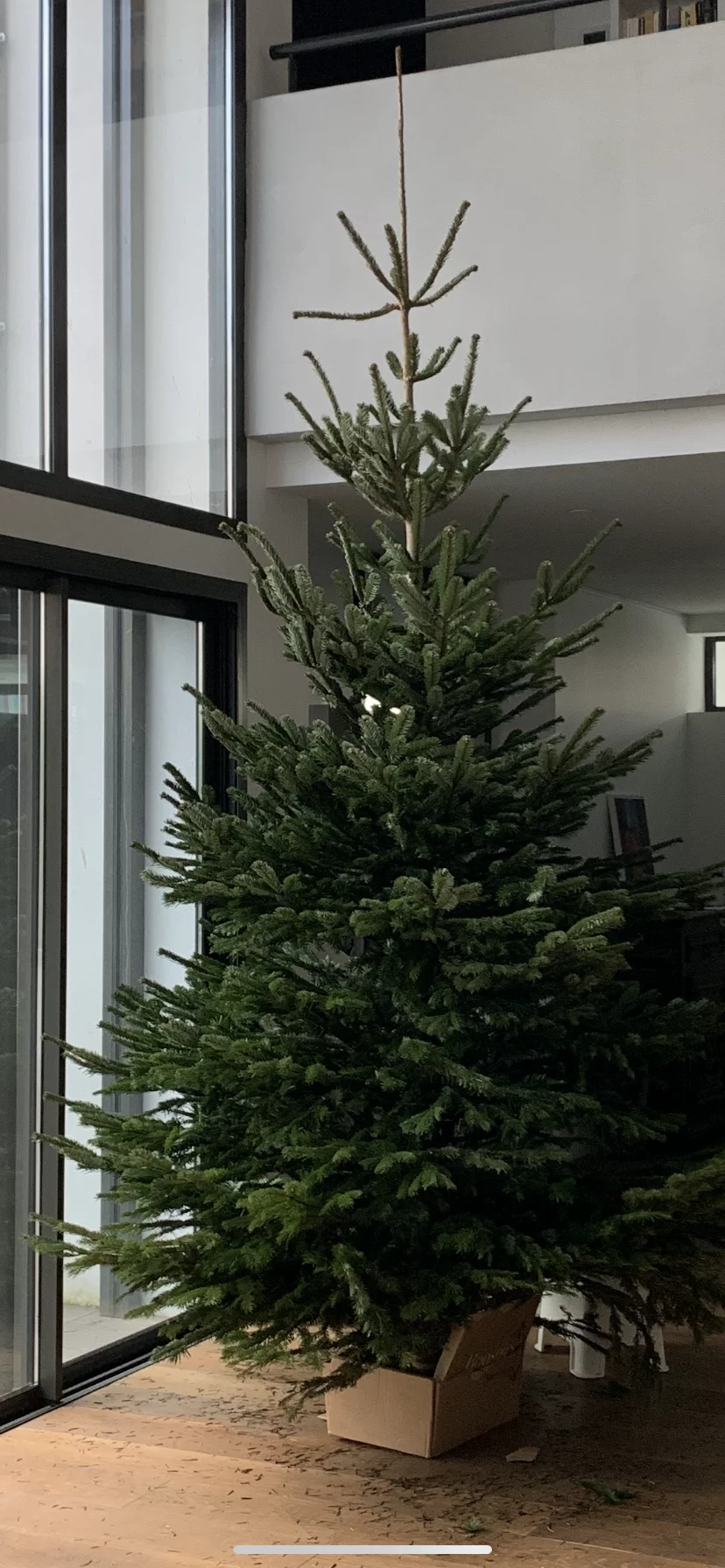 Sapin Nordmann, par Julius Artisan Fleuriste, fleuriste à Toulouse