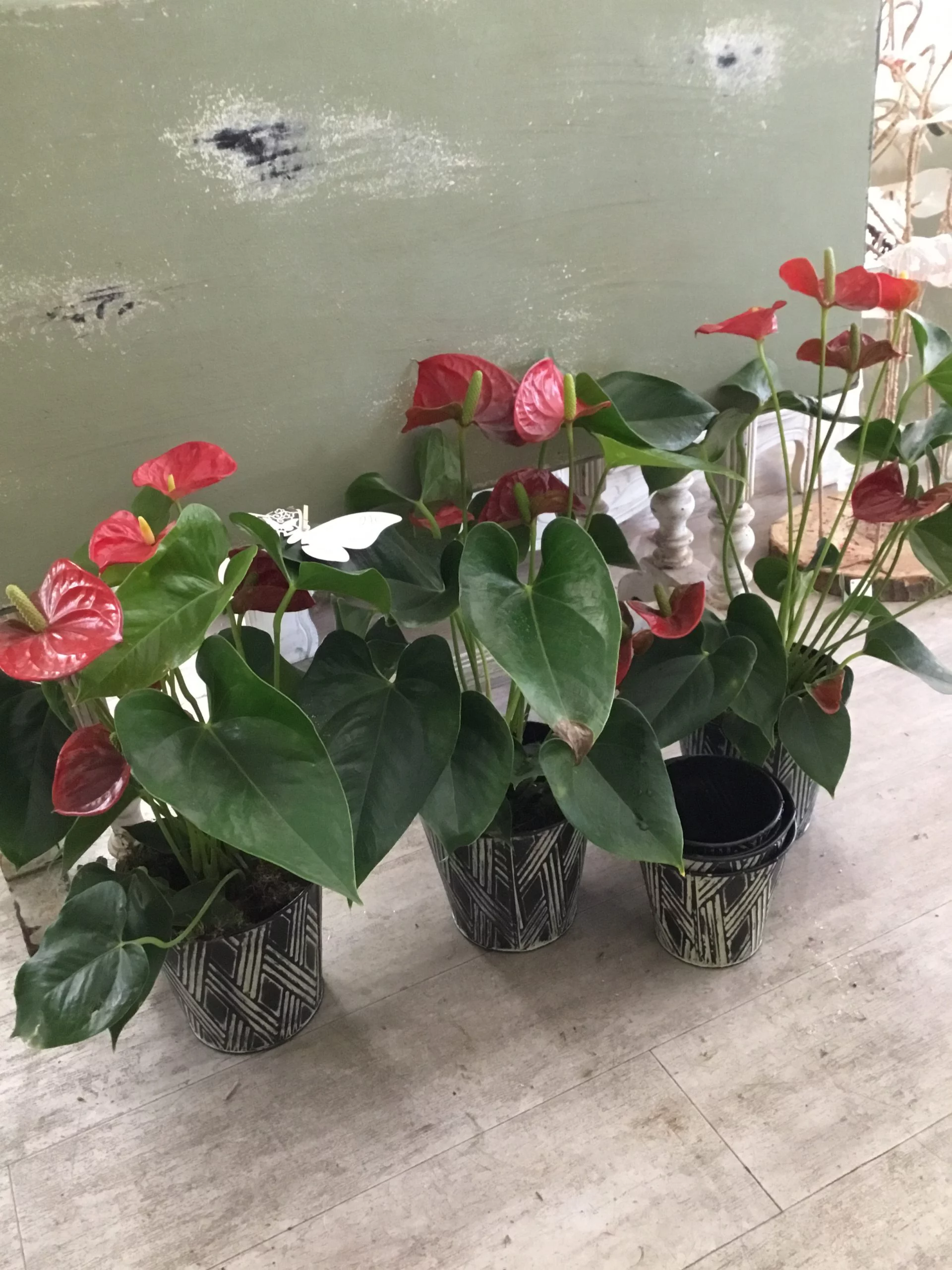 Anthurium, par Magnolia Fleuriste, fleuriste à Antibes