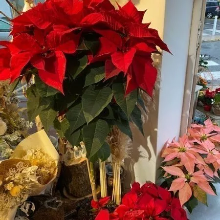 Étoile de Noël, par Magnolia Fleuriste, fleuriste à Antibes