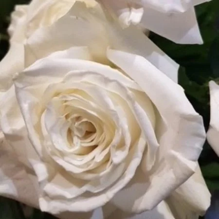 Bouquet De Roses Blanches, par Les jolies choses, fleuriste à Couëron
