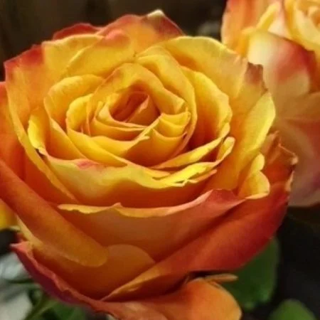 Bouquet De Roses Orange, par Les jolies choses, fleuriste à Couëron