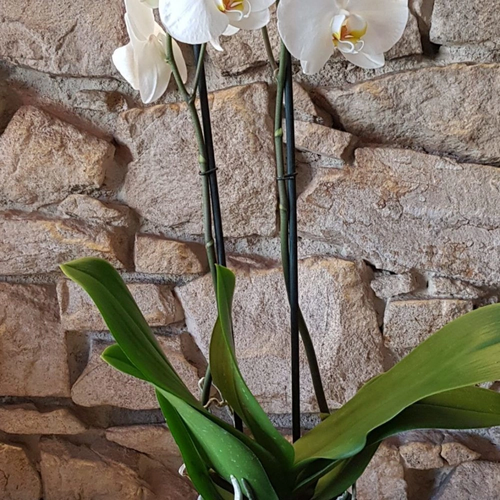 Orchidée Phalaénopsis avec cache pot, par Les jolies choses, fleuriste à Couëron