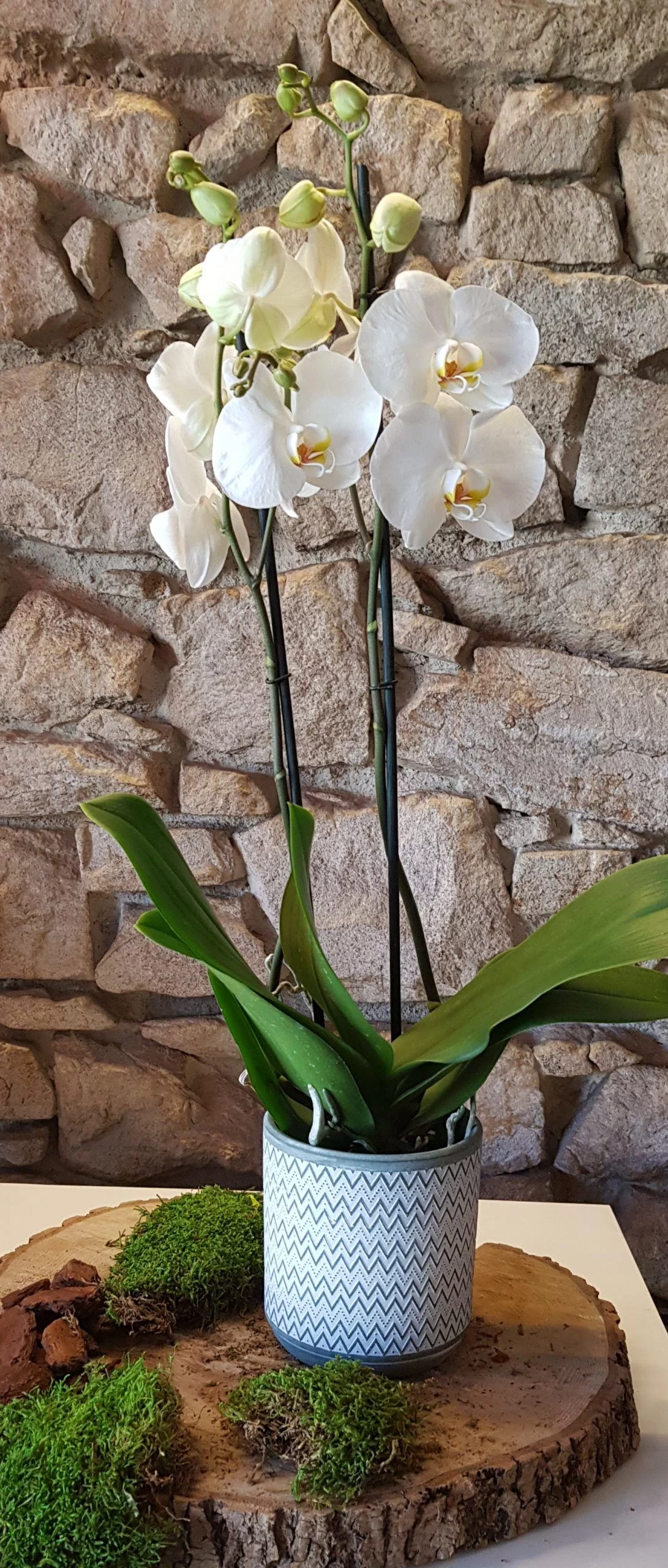 Orchidée Phalaénopsis avec cache pot, par Les jolies choses, fleuriste à Couëron