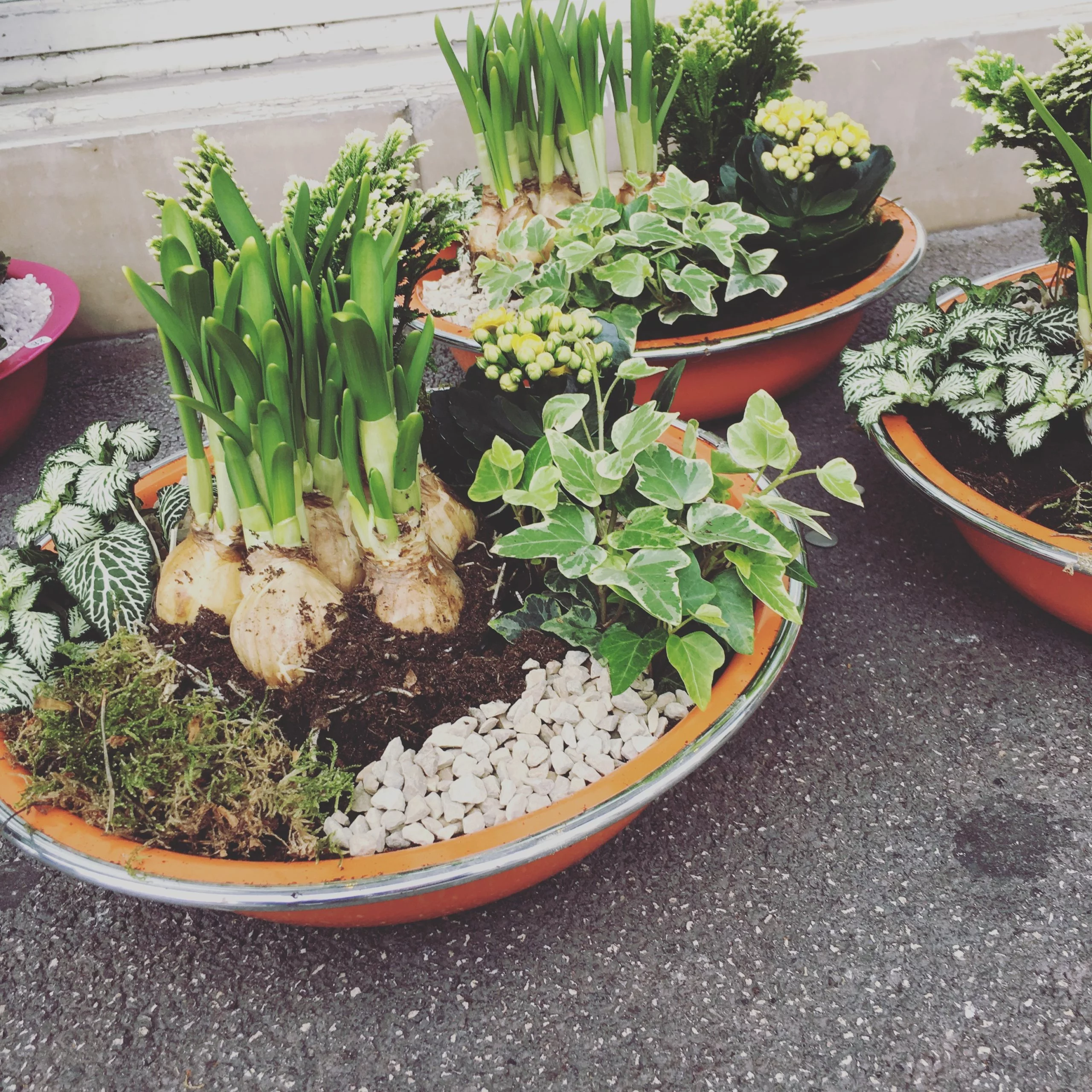 Plante fleurie De Saison, par Magnolia Fleuriste, fleuriste à Antibes