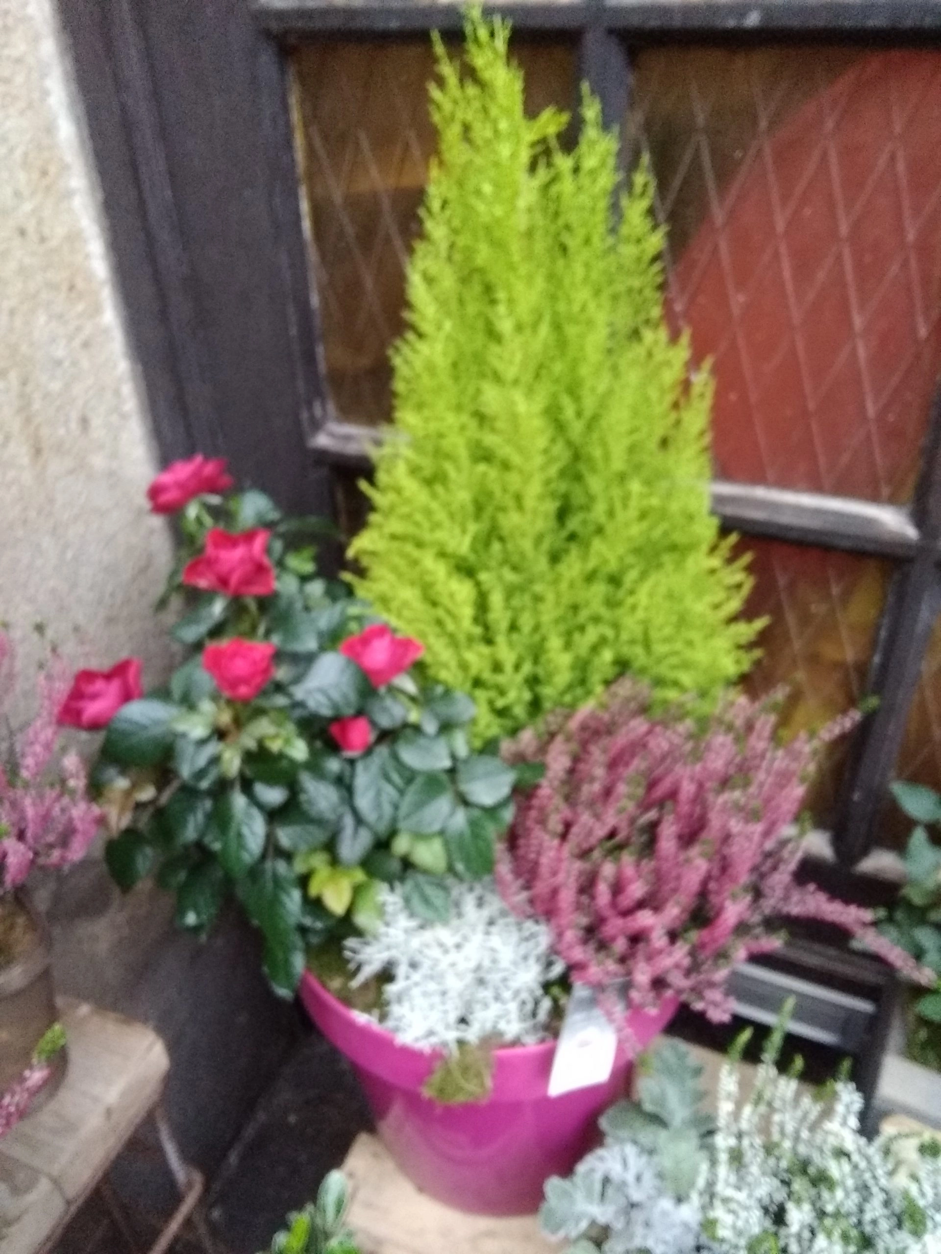 Coupe de Plantes, par Art Floral Le Puy en Velay, fleuriste à Le Puy-en-Velay