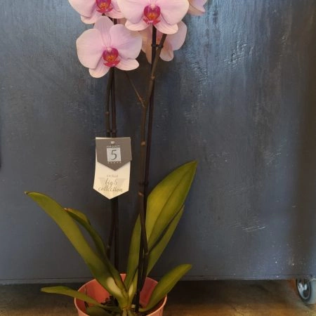 Phalaenopsis, par La Fabrique Végétale, fleuriste à Wissous