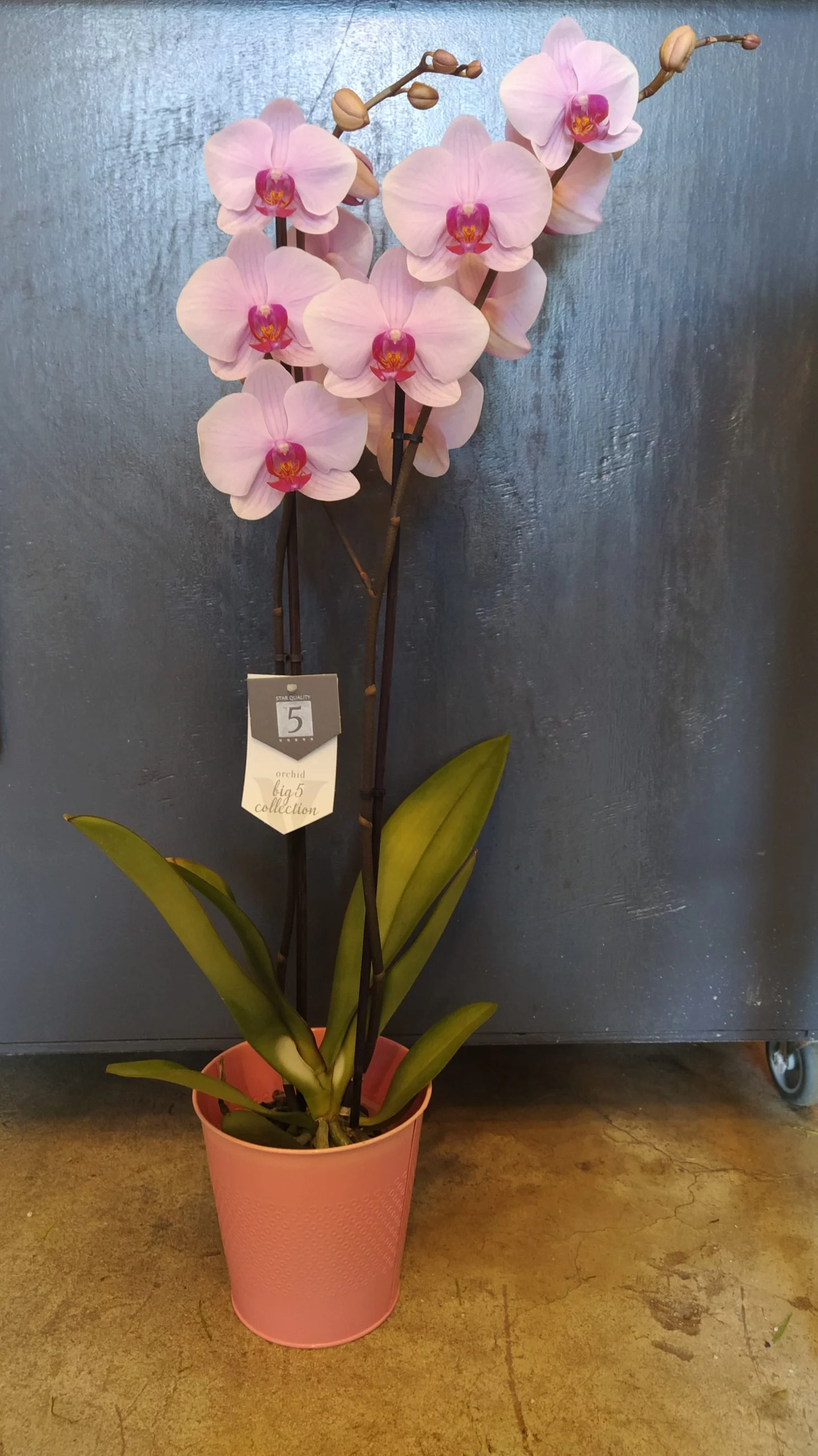 Phalaenopsis, par La Fabrique Végétale, fleuriste à Wissous