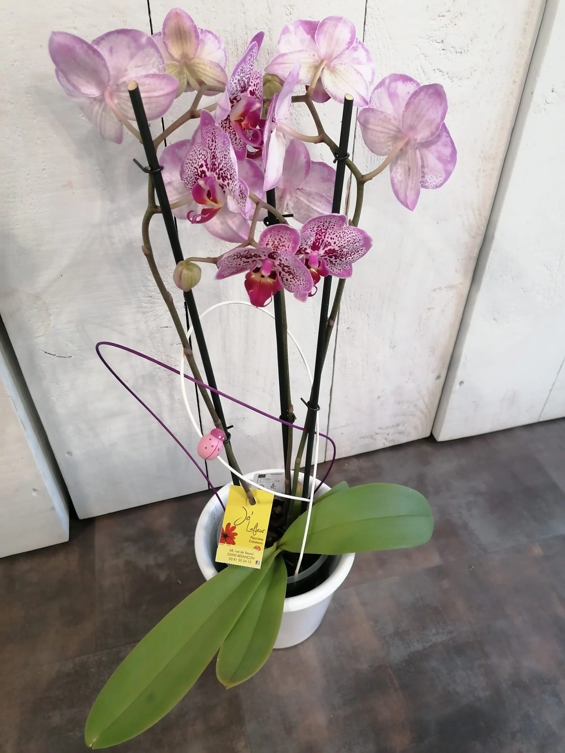 Orchidée Phalaenopsis 2 Tiges, par Jo lafleur, fleuriste à Besançon