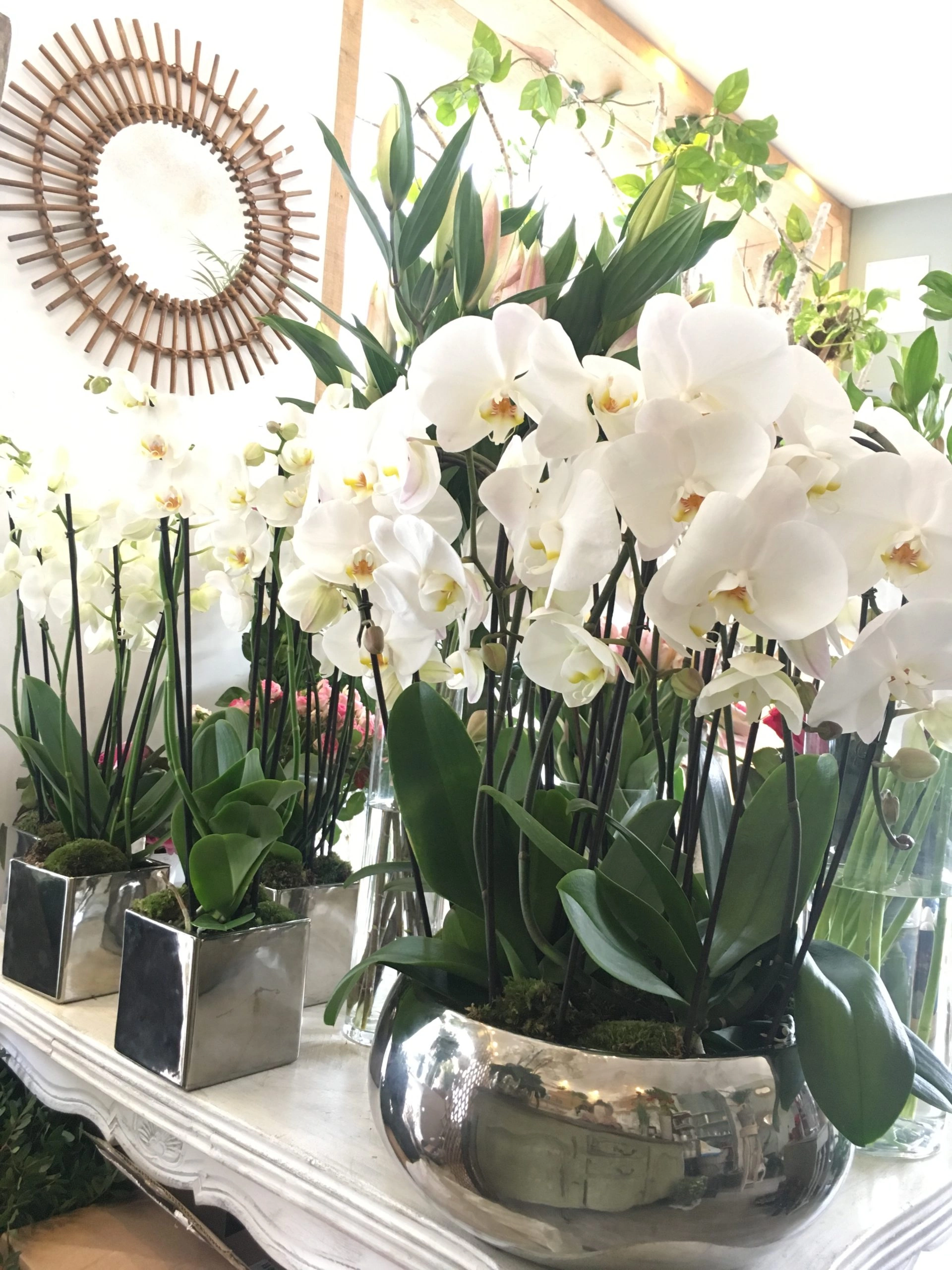Orchidées, par Magnolia Fleuriste, fleuriste à Antibes
