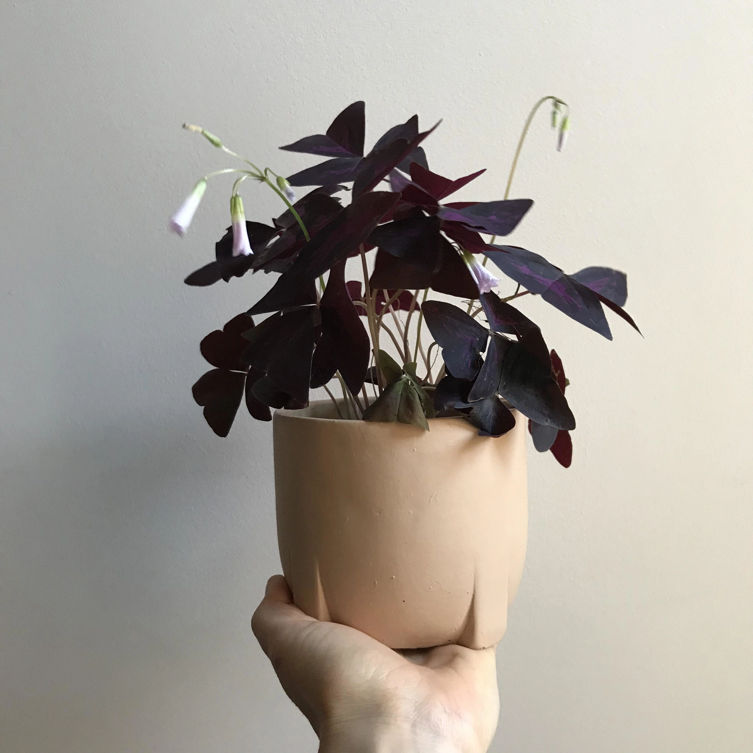 Plante Papillon + cache-pot, par Maison Marguerite, fleuriste à Le Mans