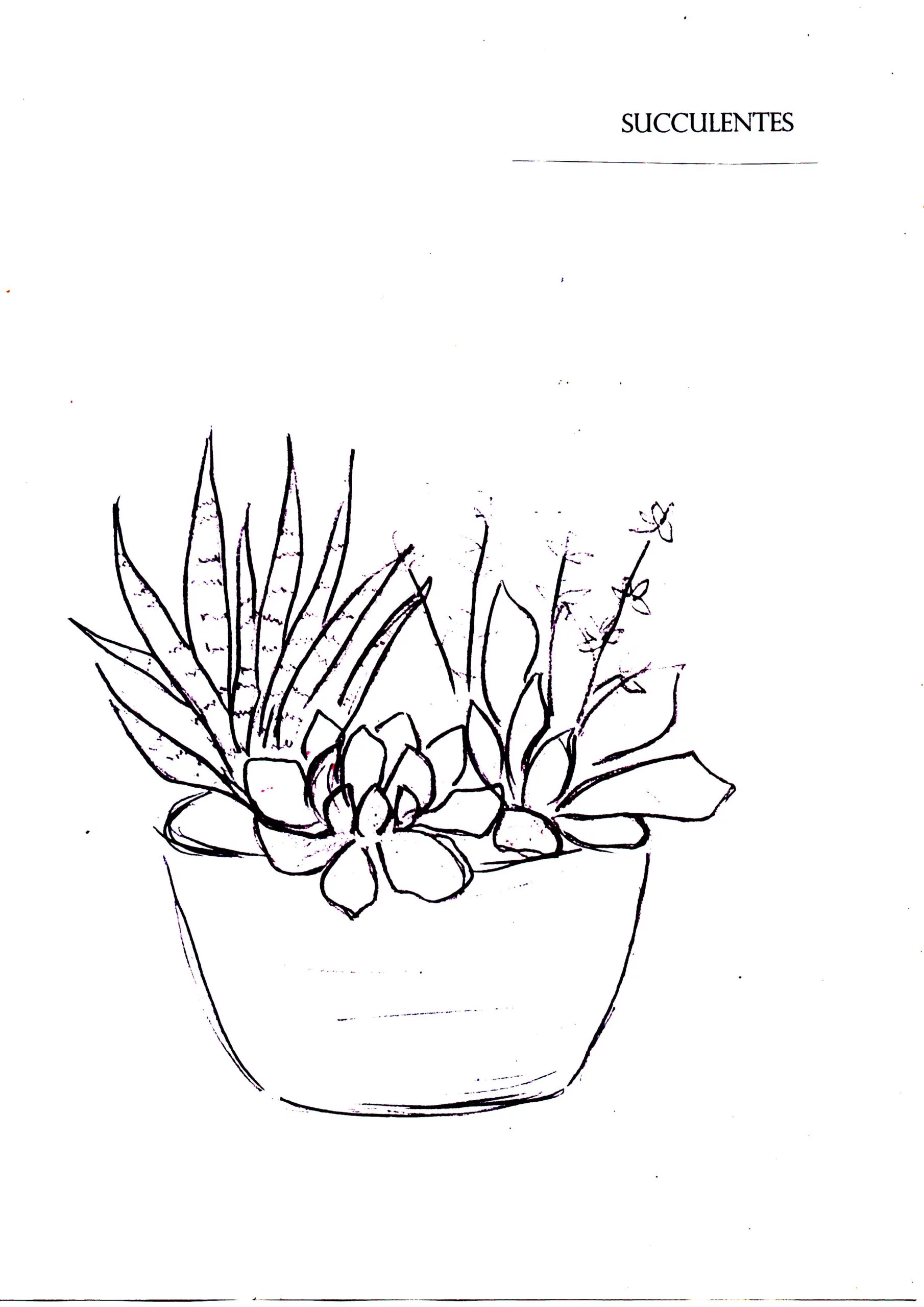 Succulentes, par Gilles Sonnet, fleuriste à Fontaine-lès-Dijon