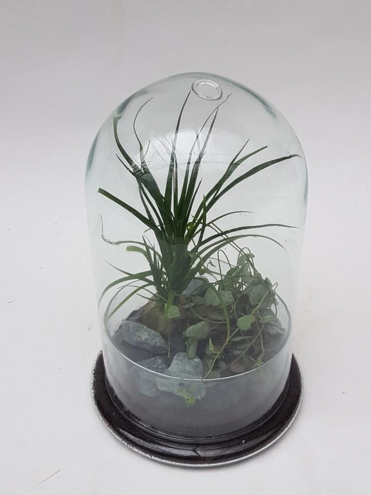 Terrarium Haut, par Fleurs Kammerer, fleuriste à Illkirch-Graffenstaden