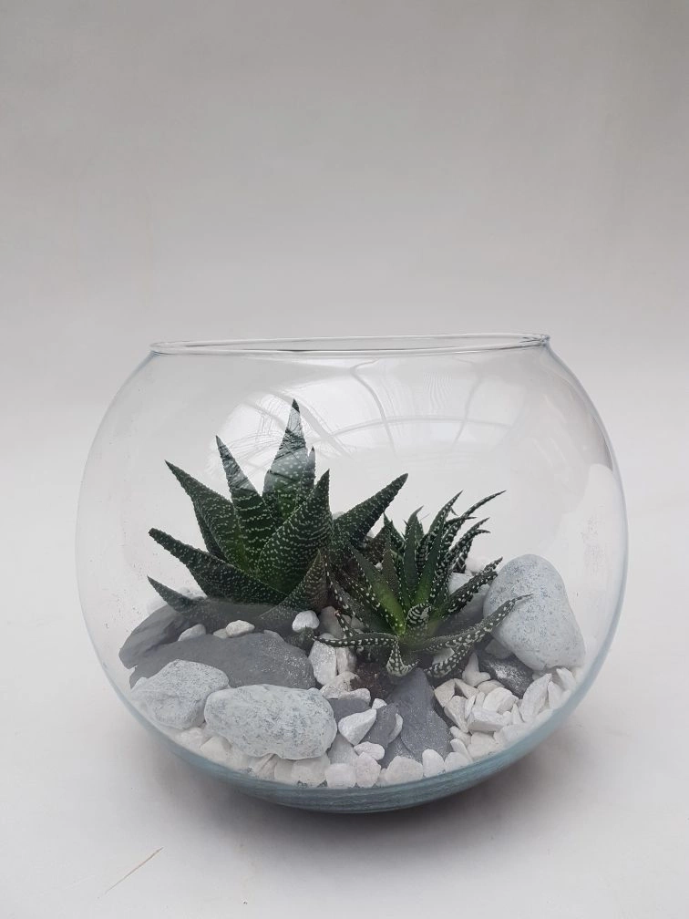 Terrarium Rond, par Fleurs Kammerer, fleuriste à Illkirch-Graffenstaden