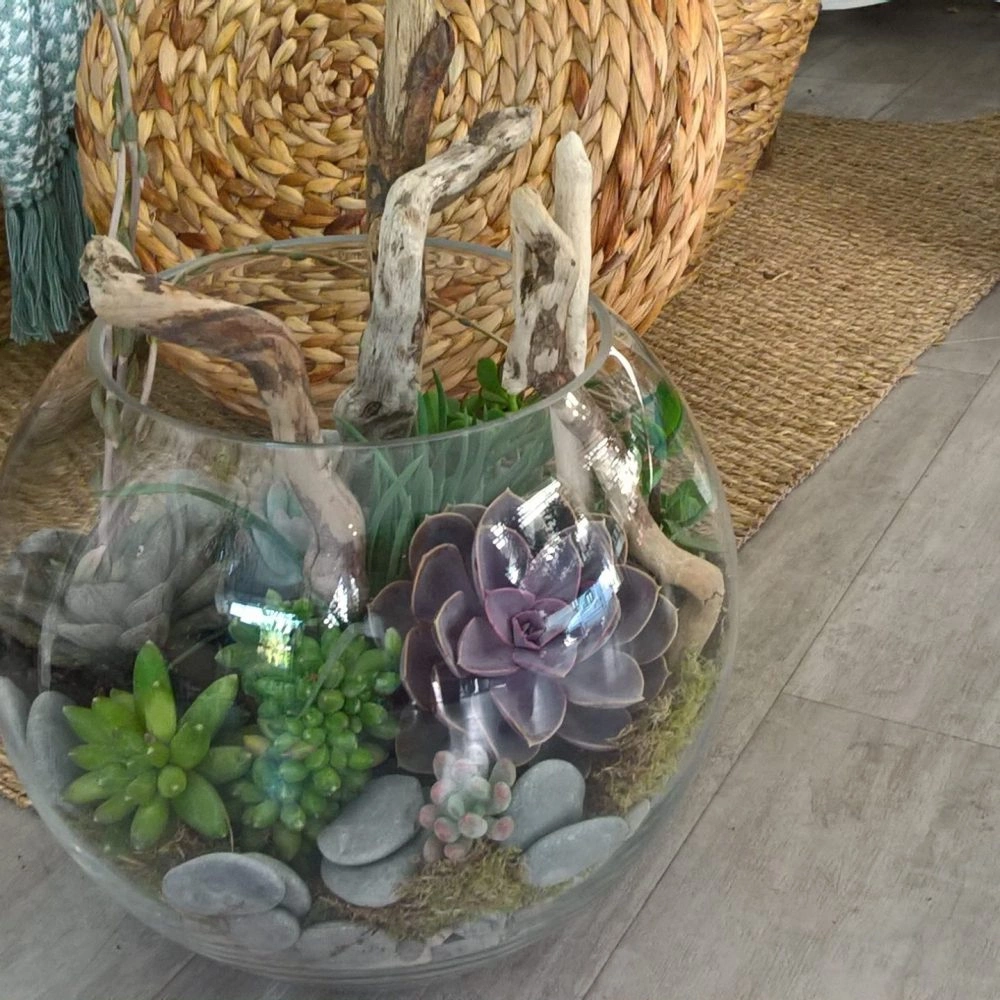 Plante Verte Ou Succulente, par Magnolia Fleuriste, fleuriste à Antibes