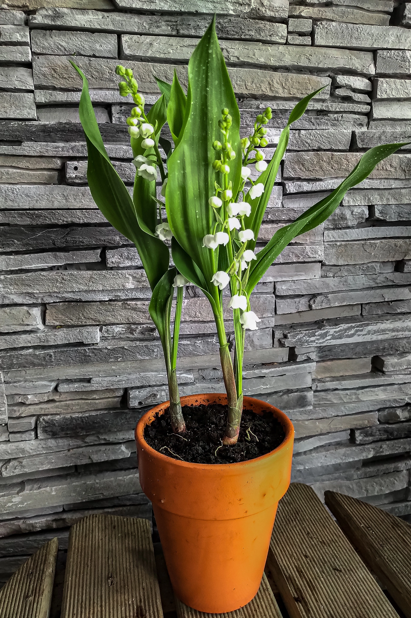 Muguet Nantais en pot de terre, par Les jolies choses, fleuriste à Couëron