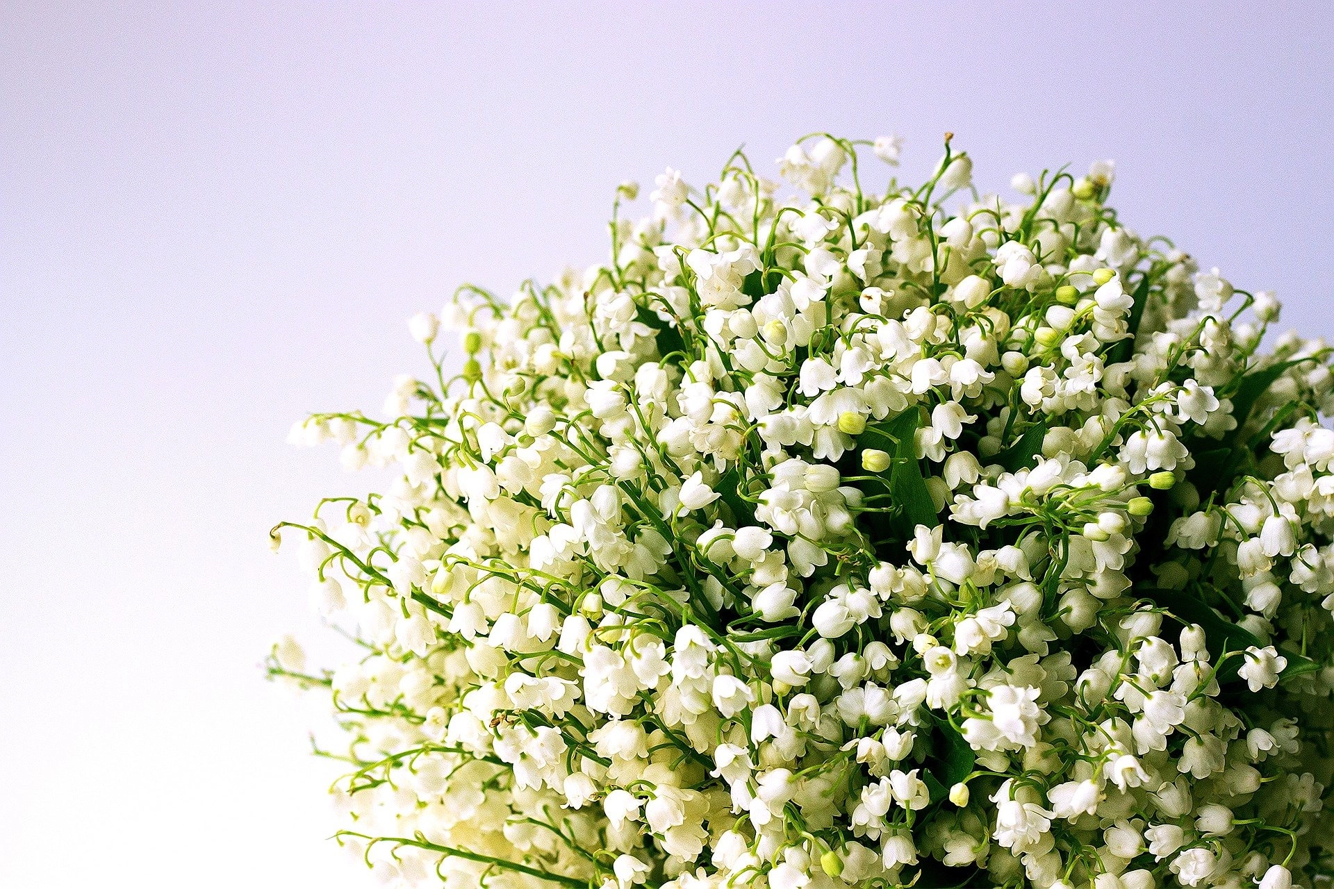 Brins de Muguet Qualité Extra, par Les jolies choses, fleuriste à Couëron