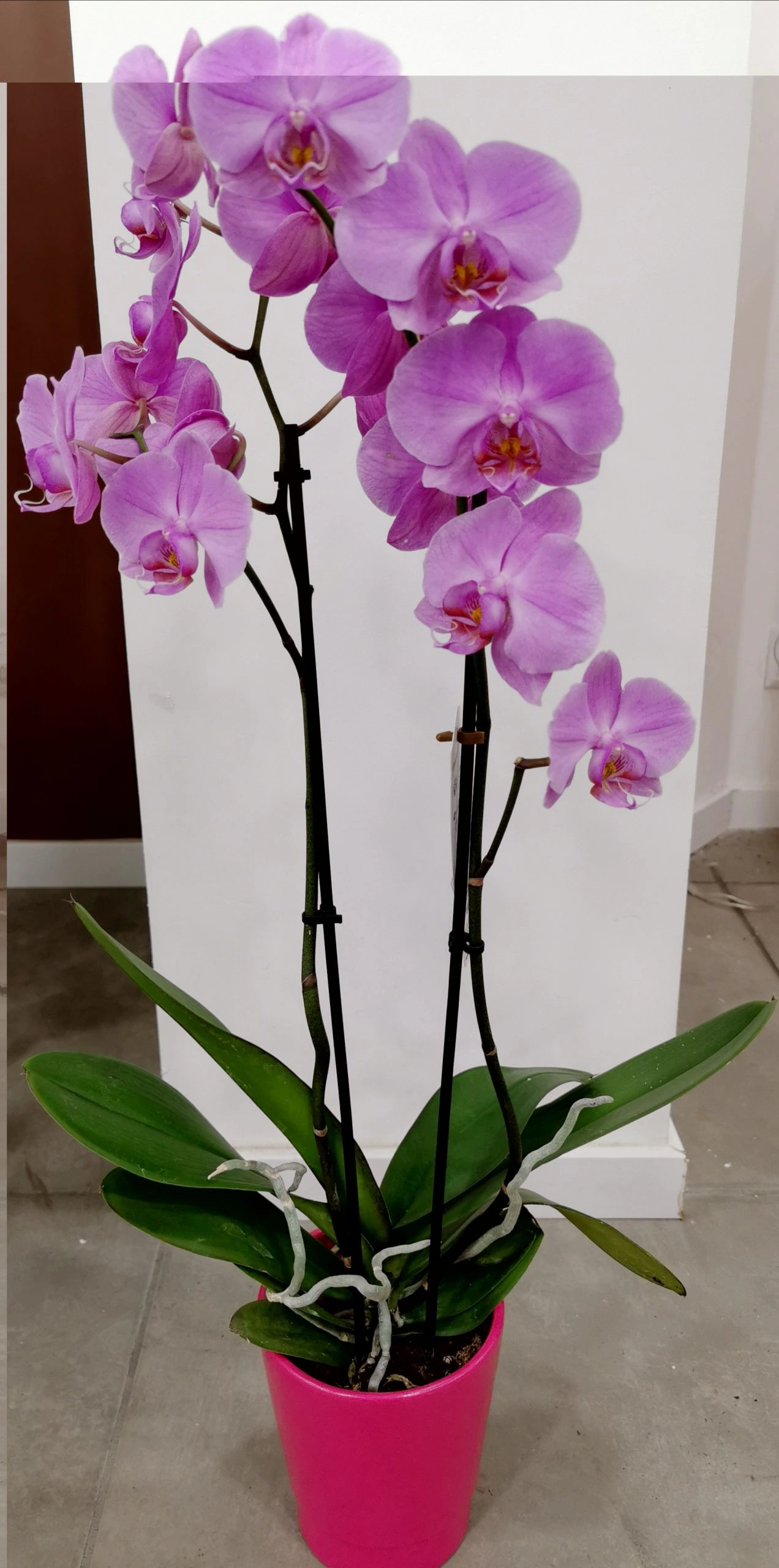 Orchidée Double Branches, par Alain Fleurs, fleuriste à Castillon-la-Bataille