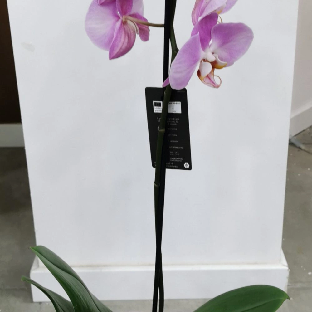 Orchidée Simple Branche, par Alain Fleurs, fleuriste à Castillon-la-Bataille