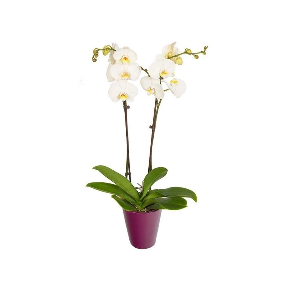 Orchidée + cache pot, par Rêve de fleurs, fleuriste à Saint-Genest-Lerpt