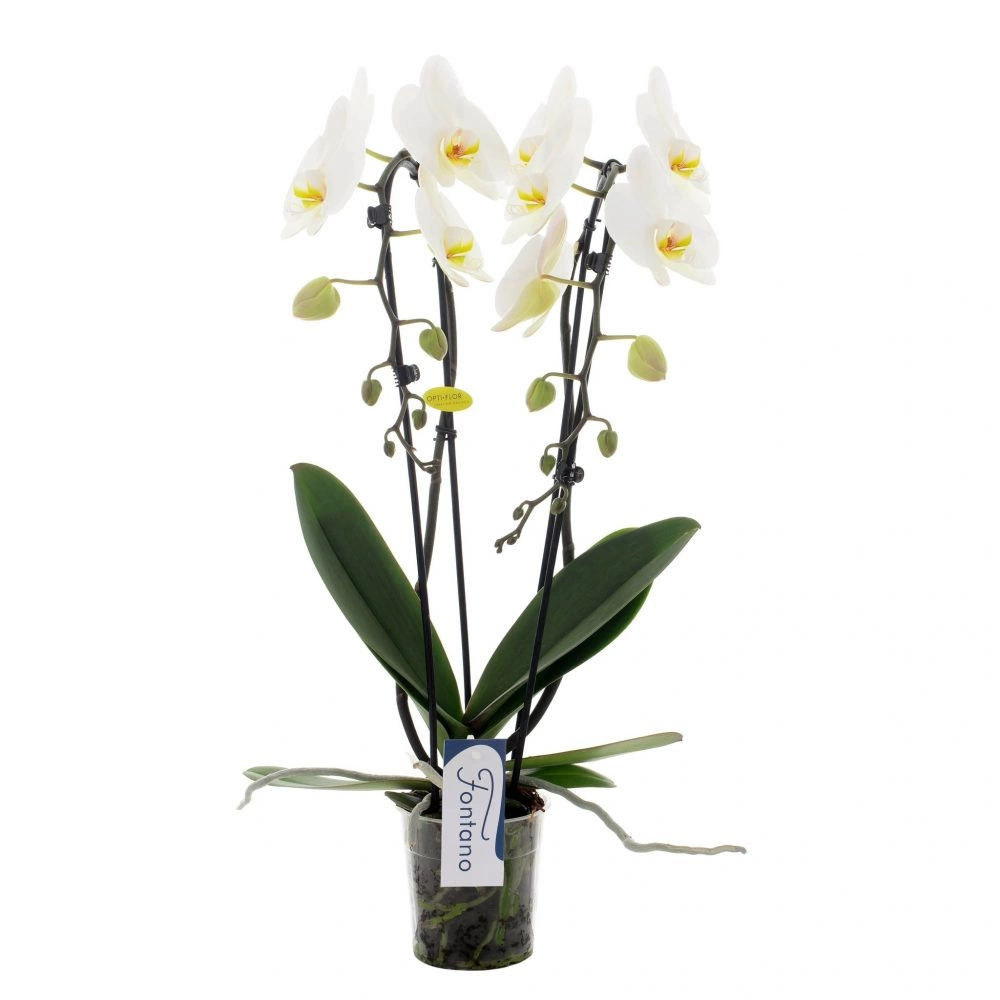 Phalaenopsi Double, par Art Floral Le Puy en Velay, fleuriste à Le Puy-en-Velay