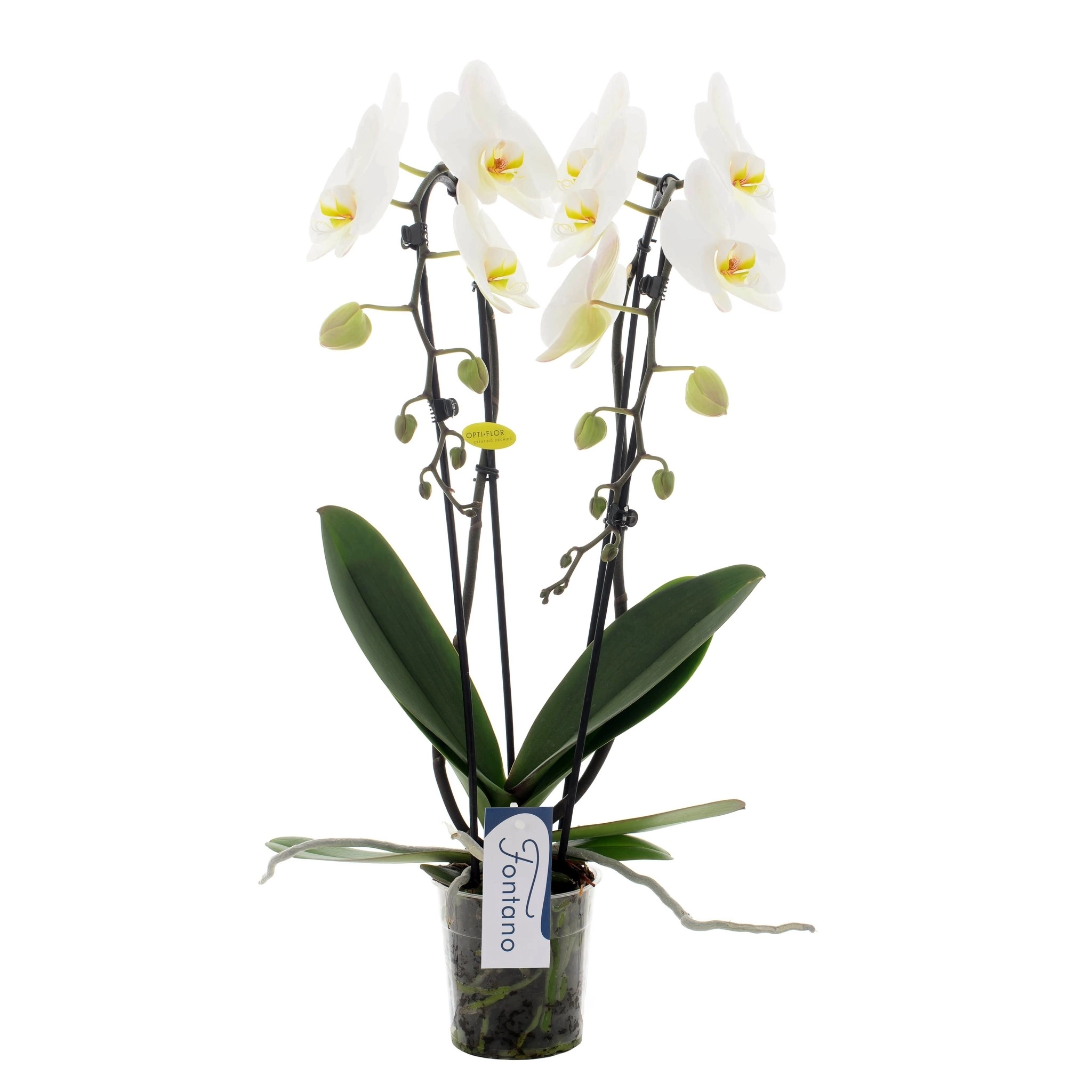 Phalaenopsi Double, par Art Floral Le Puy en Velay, fleuriste à Le Puy-en-Velay
