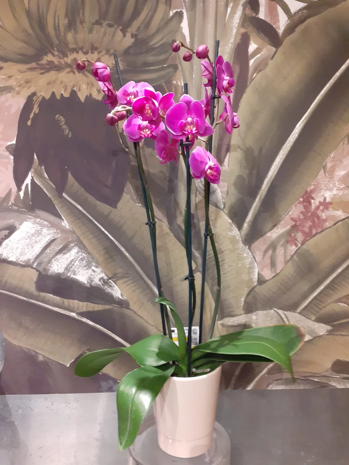 Orchidée, par Maison Philippe Bizet, fleuriste à Saint-Genis-Laval