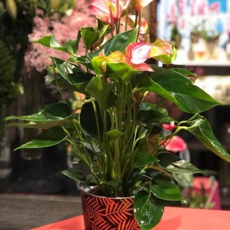 Anthurium, par La Rose d'Ispahan, fleuriste à Paris