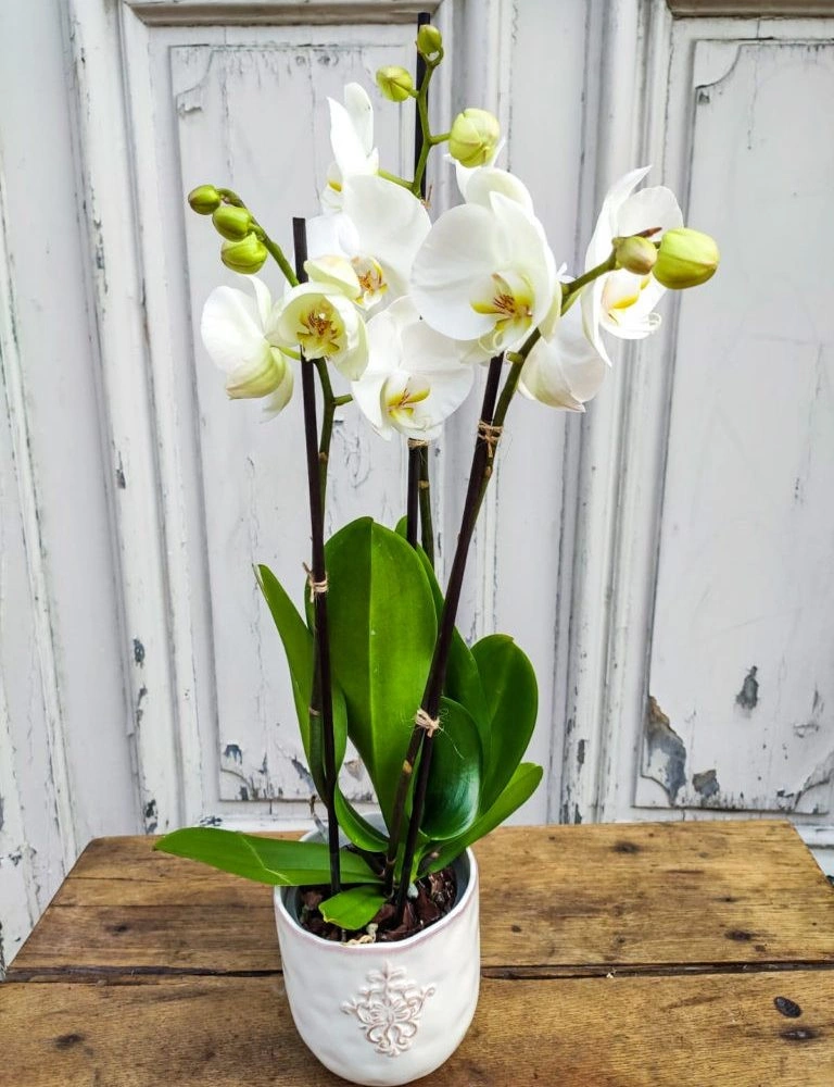 Orchidée Phalaenopsis Blanche 2 Tiges Avec Son Cache Pot Blanc., par Atelier Armelle Alleton, fleuriste à Le Mans