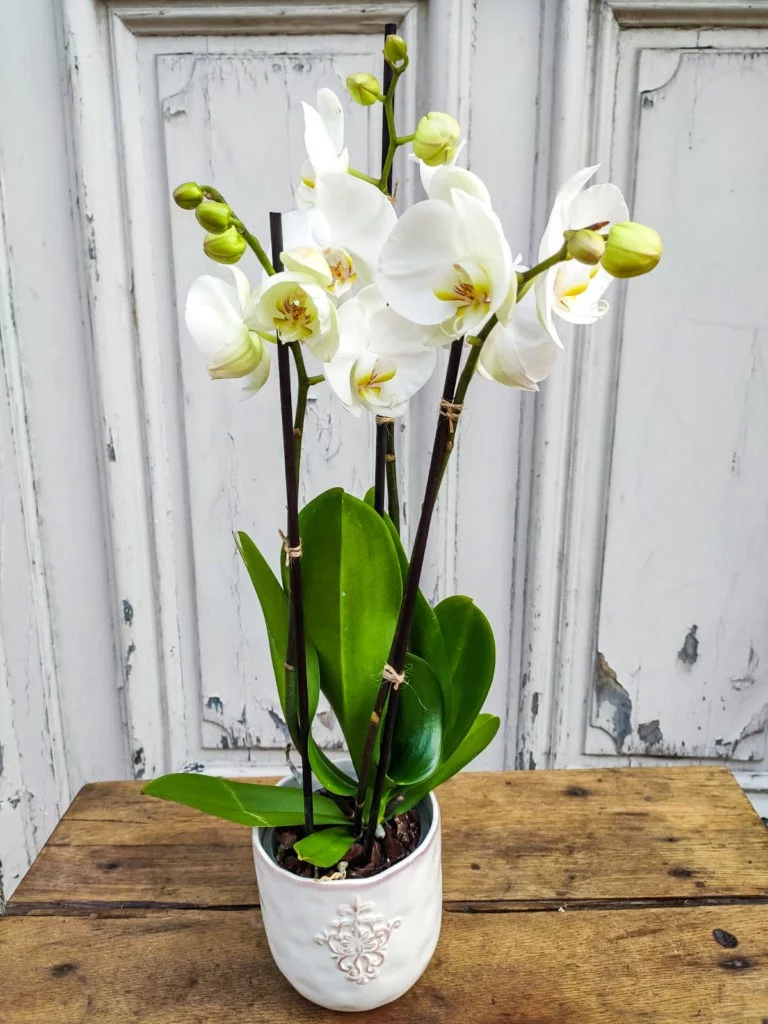 Orchidée Phalaenopsis Blanche 2 Tiges Avec Son Cache Pot Blanc., par Atelier Armelle Alleton, fleuriste à Le Mans