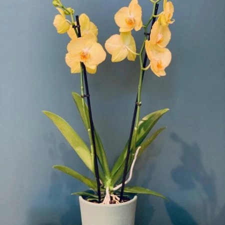 Orchidée Stansar, par Petite Fleur Besançon, fleuriste à Besançon