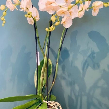 Orchidée Phalaenopsis, par Petite Fleur Besançon, fleuriste à Besançon