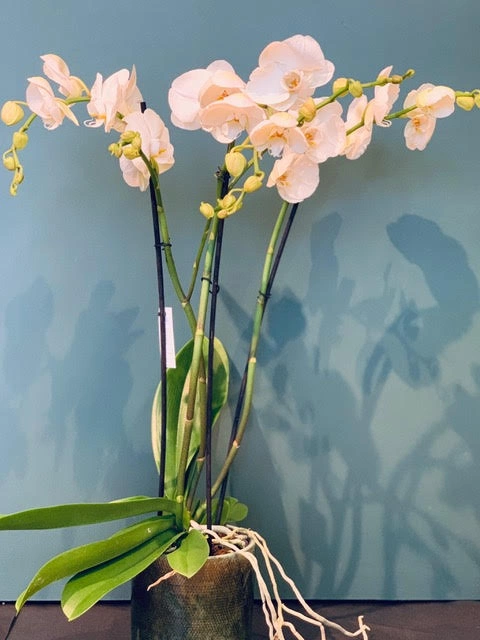 Orchidée Phalaenopsis, par Petite Fleur Besançon, fleuriste à Besançon