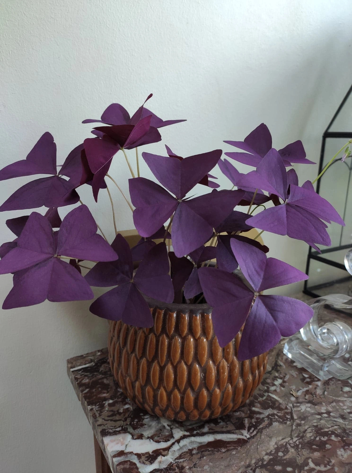 Oxalis, par Atelier Armelle Alleton, fleuriste à Le Mans
