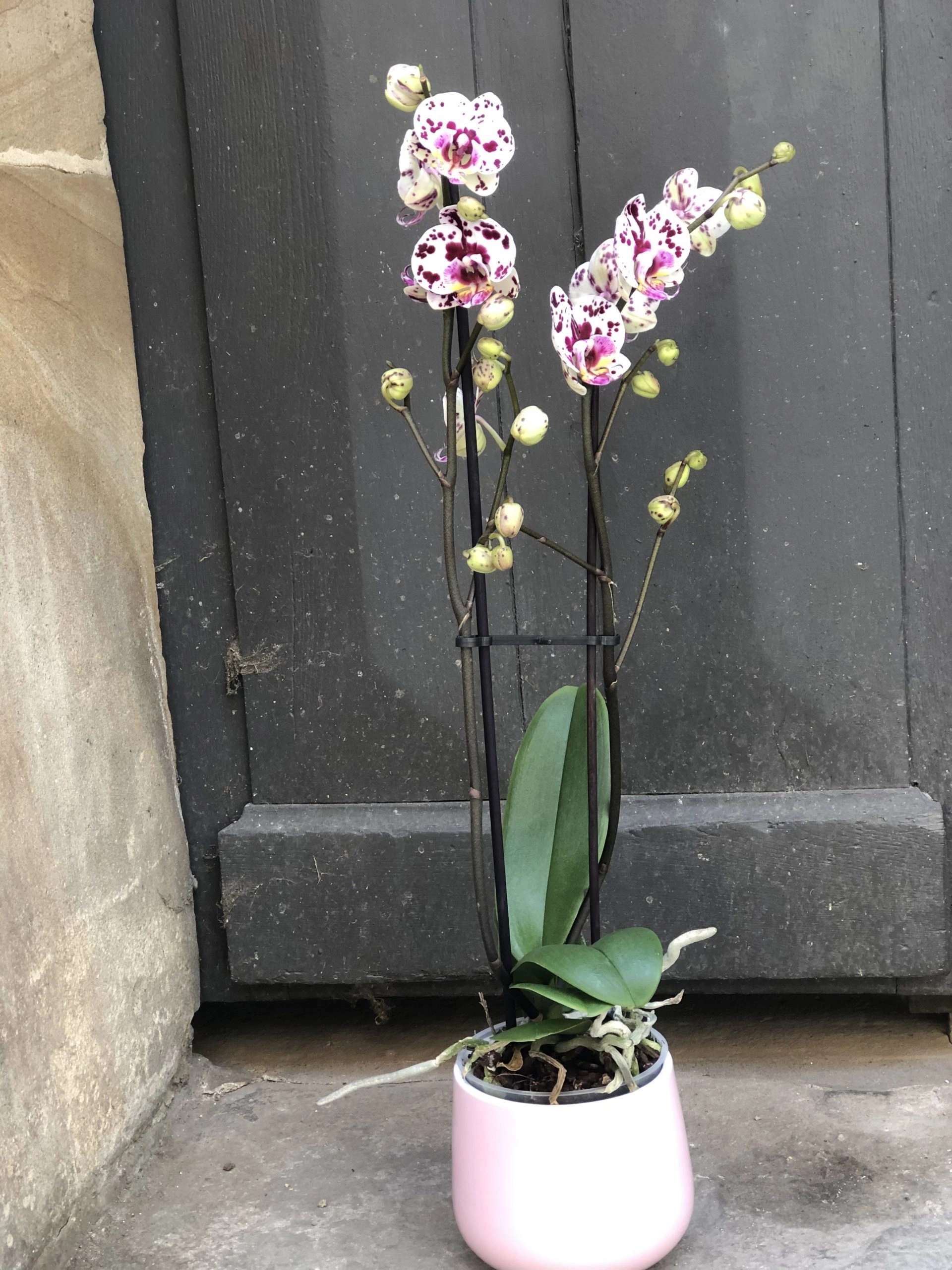 Orchidée Phalaenopsis, par La chaine de cœur, fleuriste à Barr