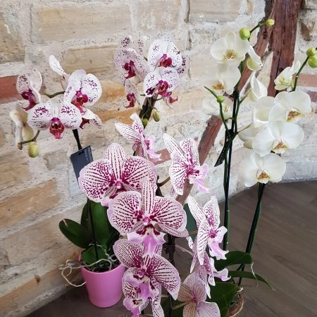Phalaenopsis, par Passionnement, fleuriste à Carmaux