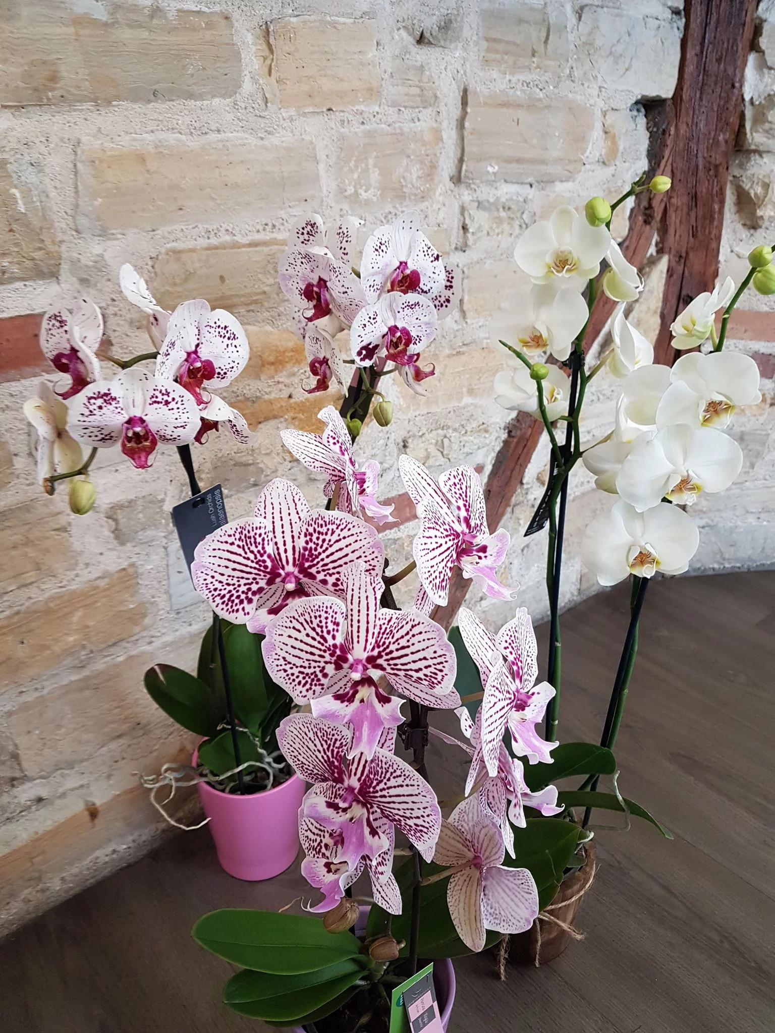 Phalaenopsis, par Passionnement, fleuriste à Carmaux