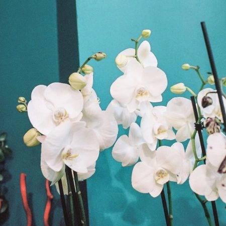 Orchidée, par L'Histoire d'une fleur, fleuriste à Paris