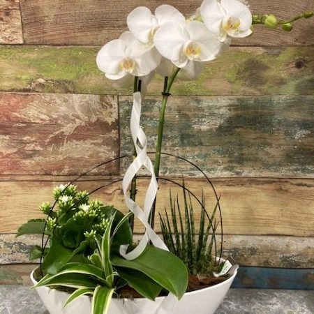 composition d'orchidée, par Tropix Hautepierre, fleuriste à Strasbourg
