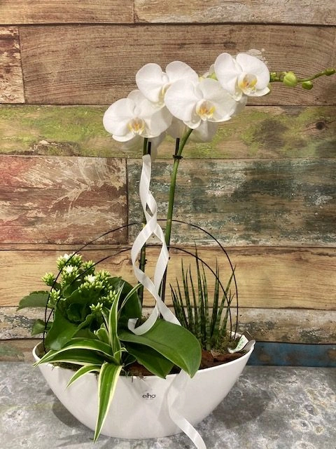 composition d'orchidée, par Tropix Hautepierre, fleuriste à Strasbourg