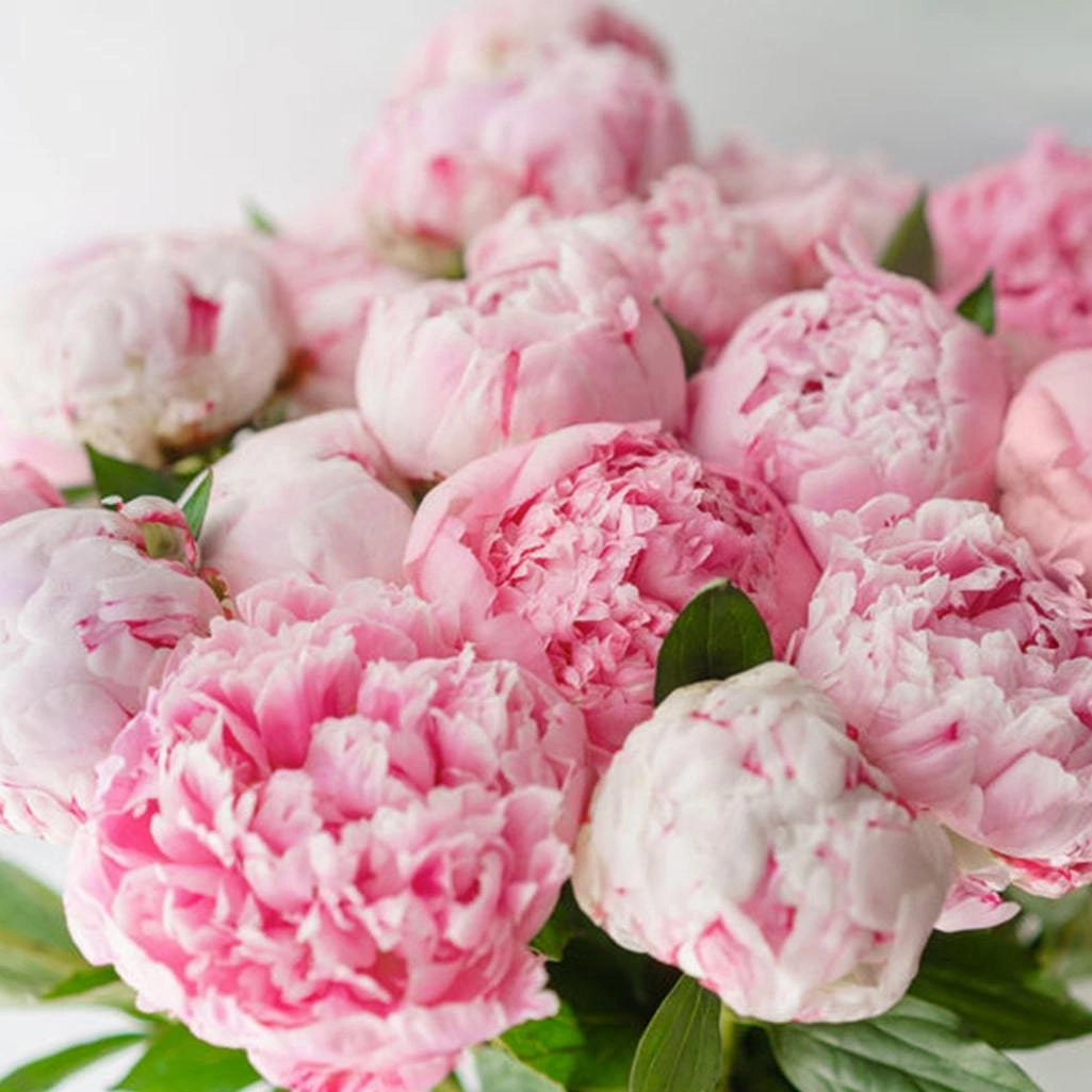 Bouquet de Pivoines, par Akane - Le murmure des fleurs, fleuriste à Cuers