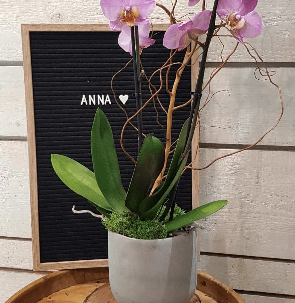 Orchidée Anna, par Art Végétal, fleuriste à Corbas