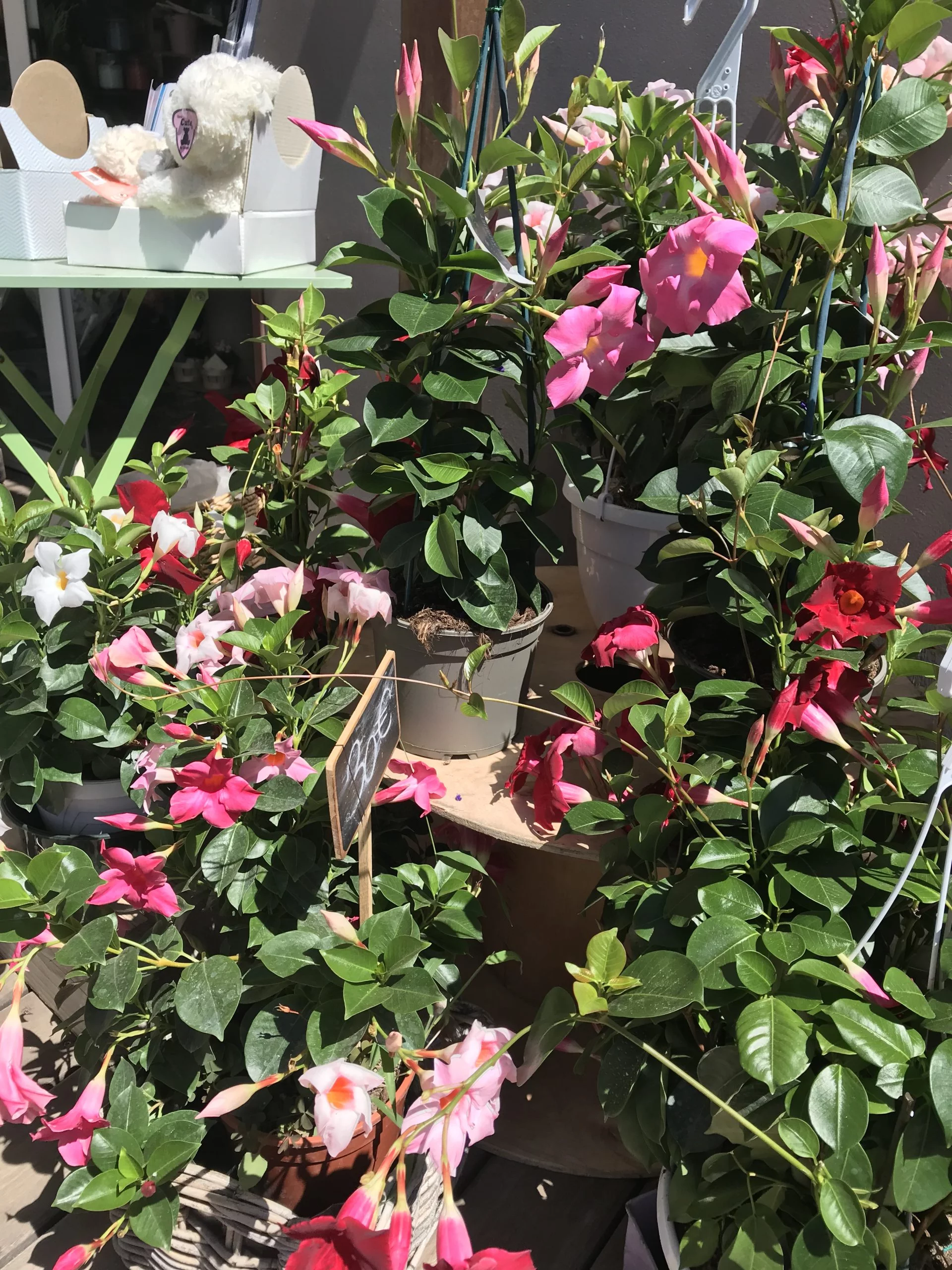 Dipladénia, par Au Muguet, fleuriste à Carqueiranne