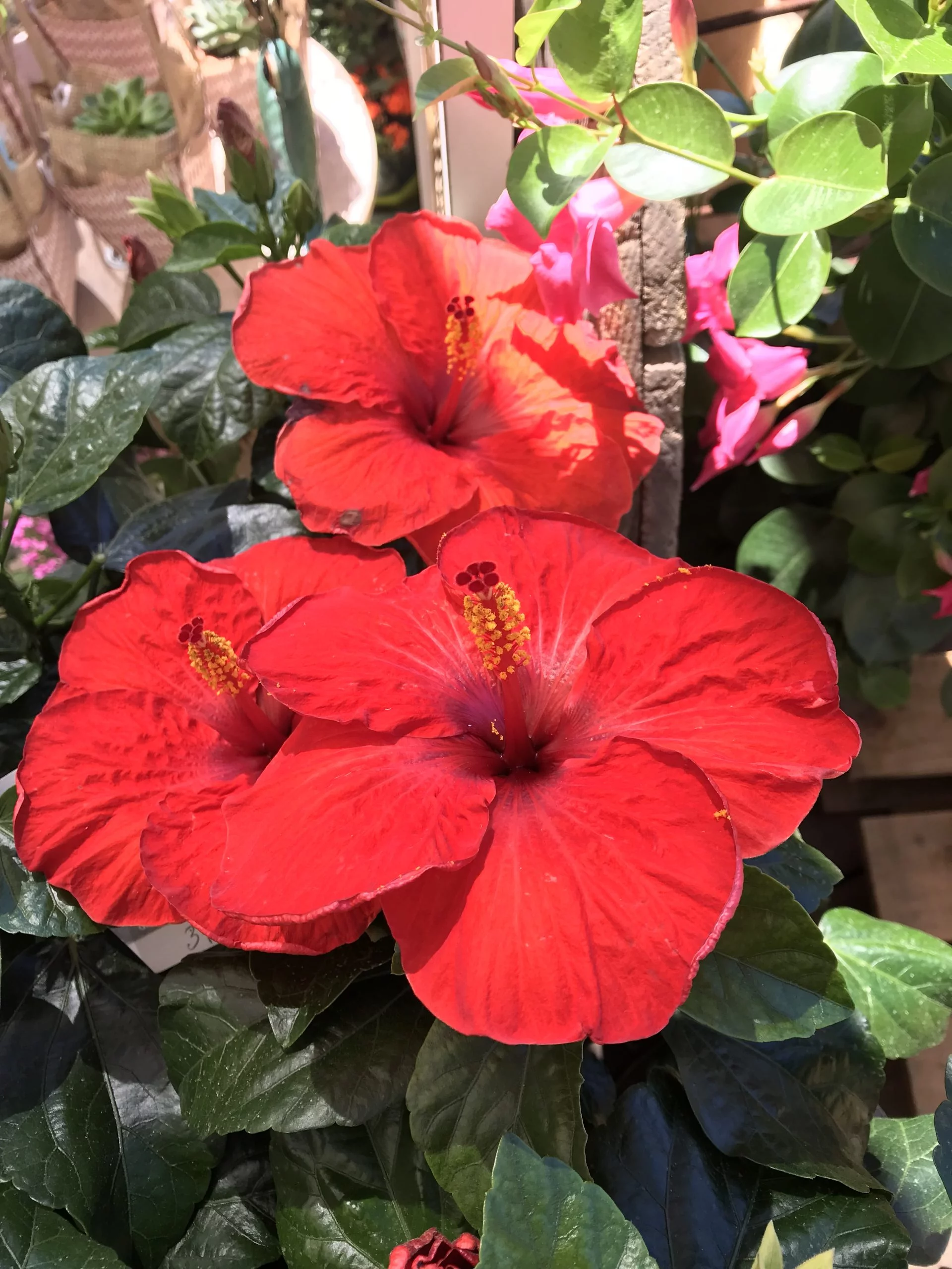 Hibiscus, par Au Muguet, fleuriste à Carqueiranne