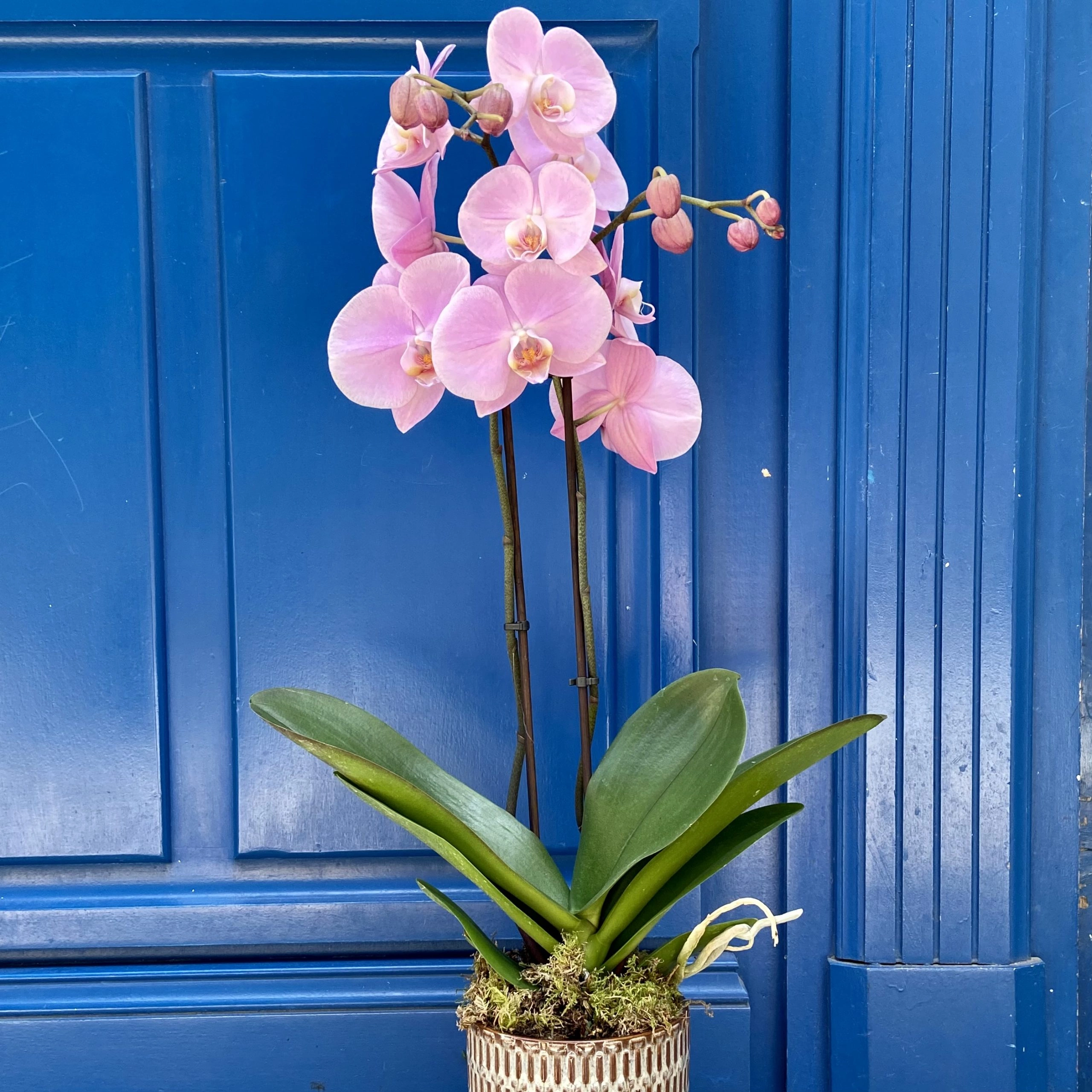 Orchidée en pot, par Amour de fleurs Bordeaux, fleuriste à Bordeaux