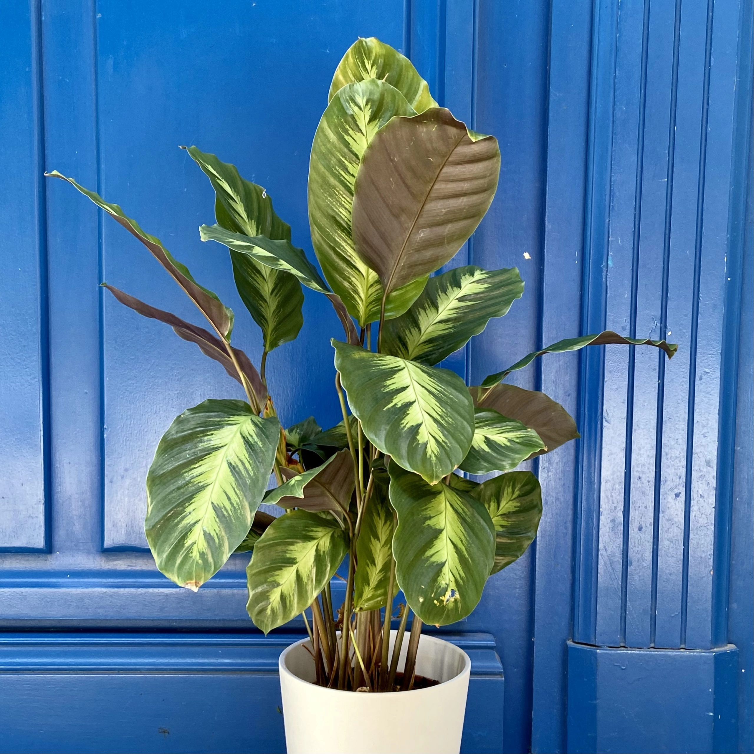 Plante verte, par Amour de fleurs Bordeaux, fleuriste à Bordeaux