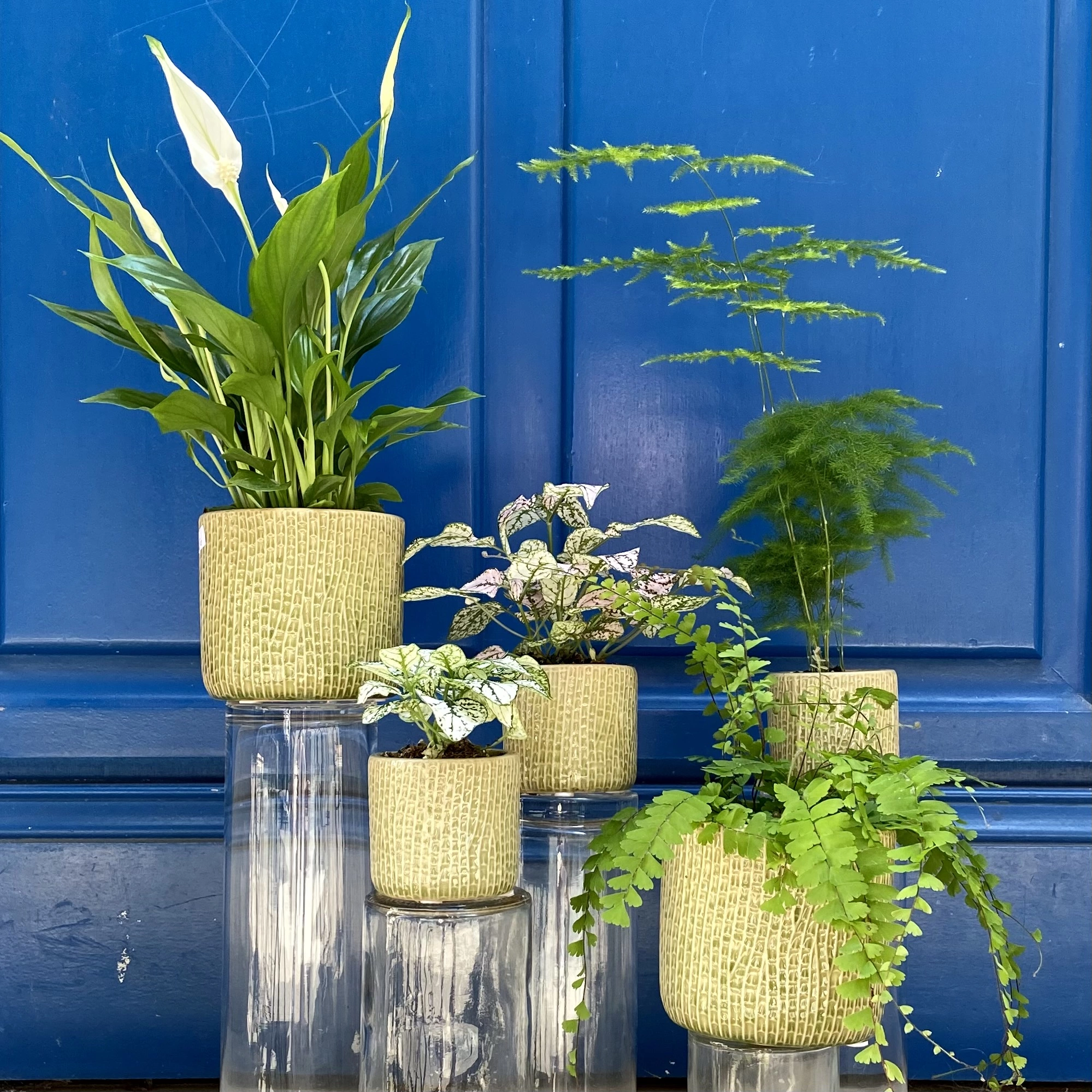 Plante verte, par Amour de fleurs Bordeaux, fleuriste à Bordeaux